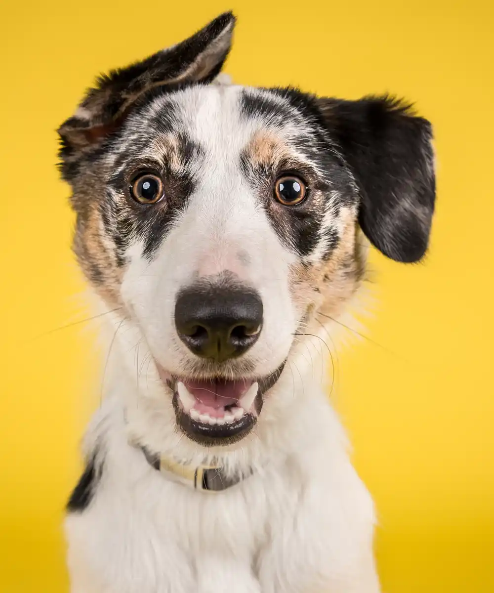 how to tell if your dog has worms