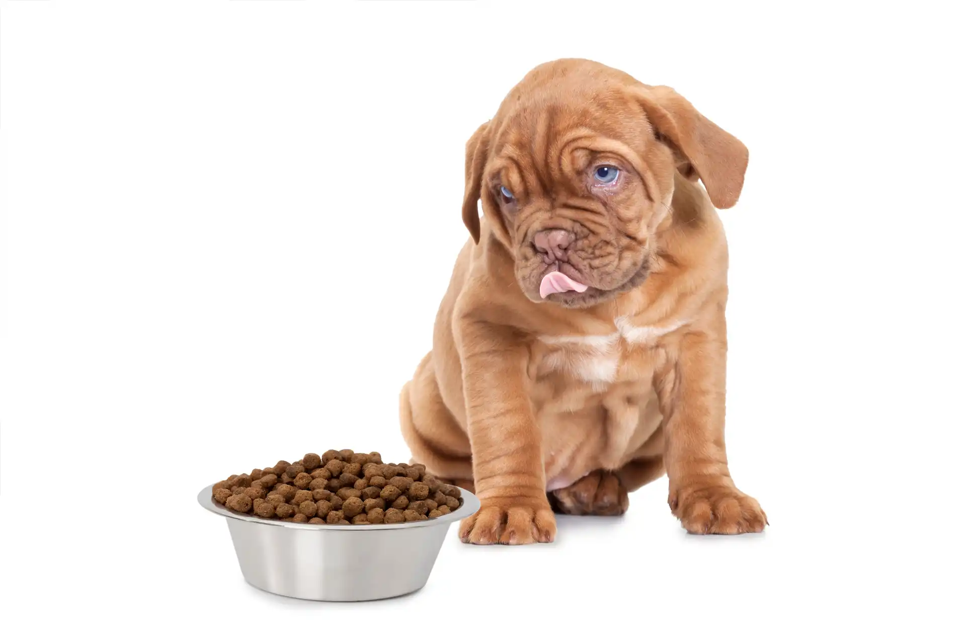 dietary needs of large breed puppies