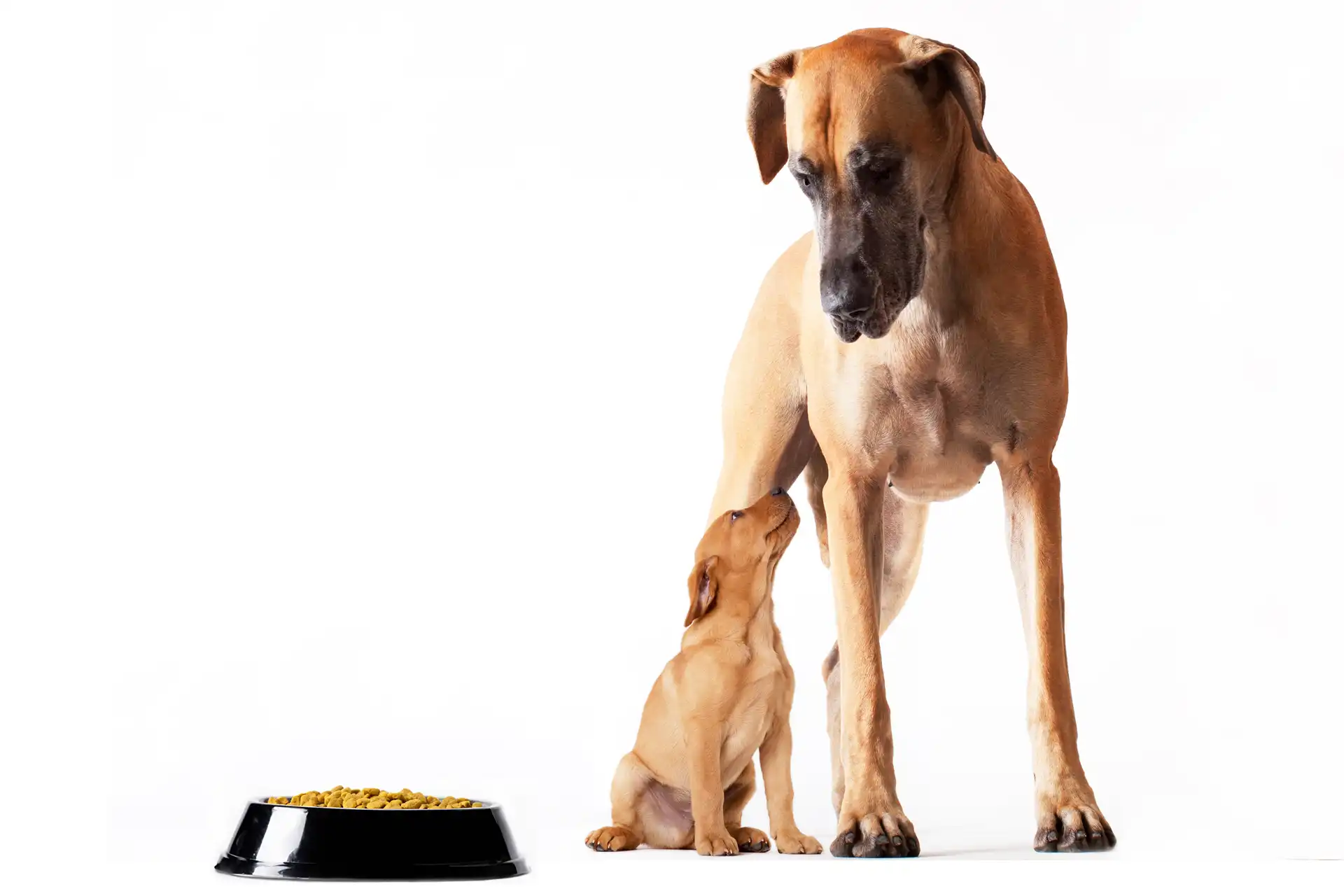 dietary needs of large breed puppies