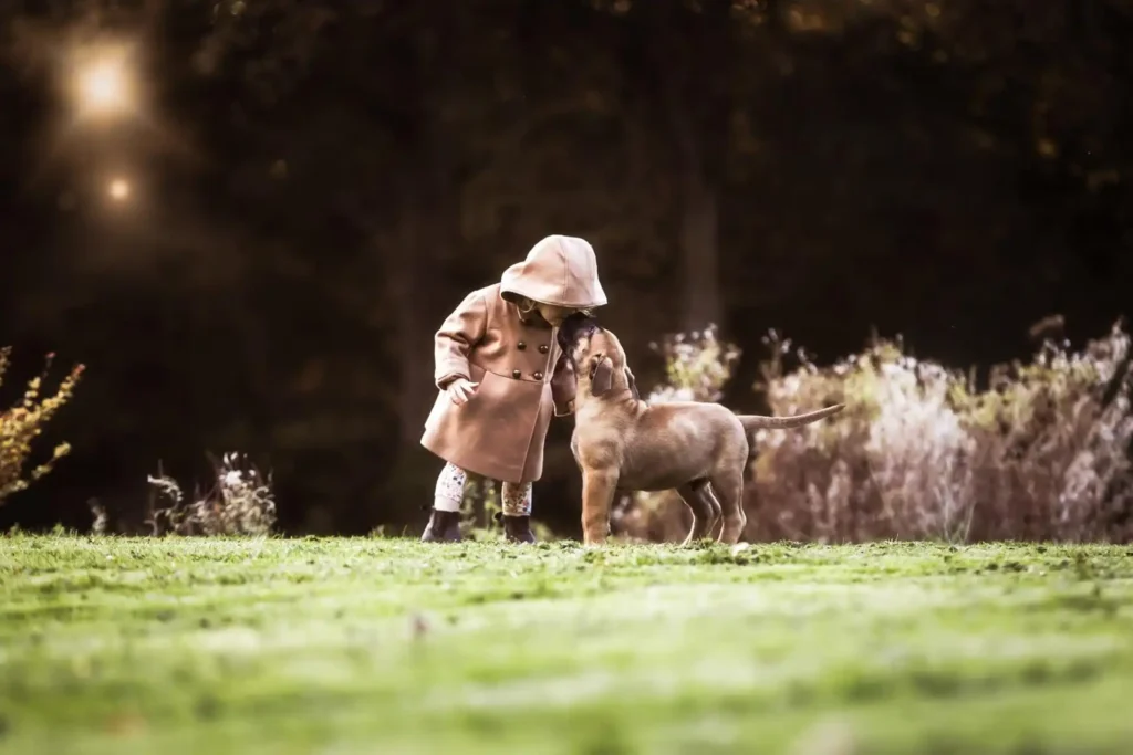 The Remarkable Boerboel: An Ideal Family Dog