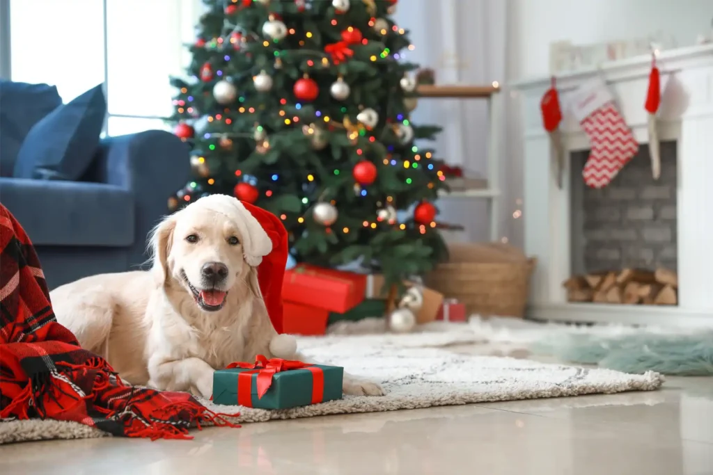 your dog at christmas