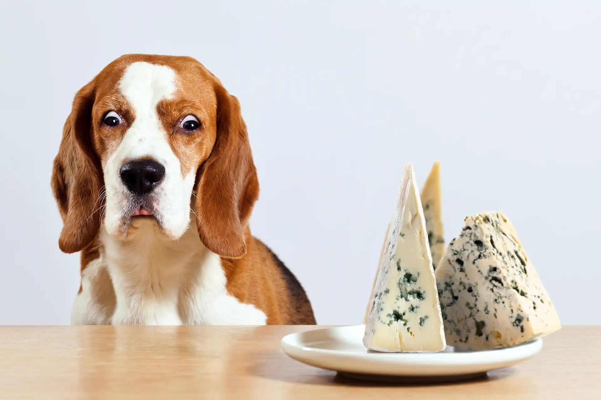 dog with blue cheese