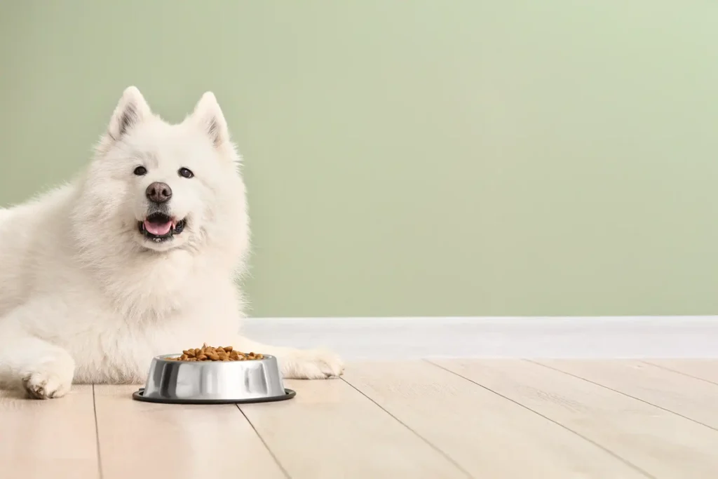 dog eating kibble