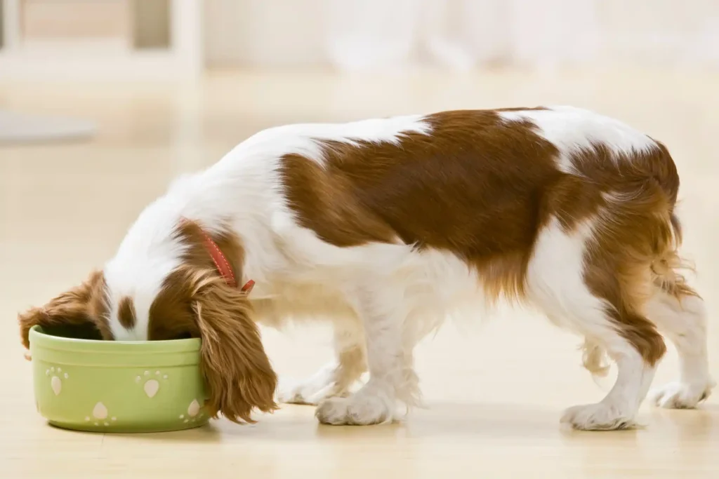 Can a Healthy Diet Improve a Dog’s Mental Health?